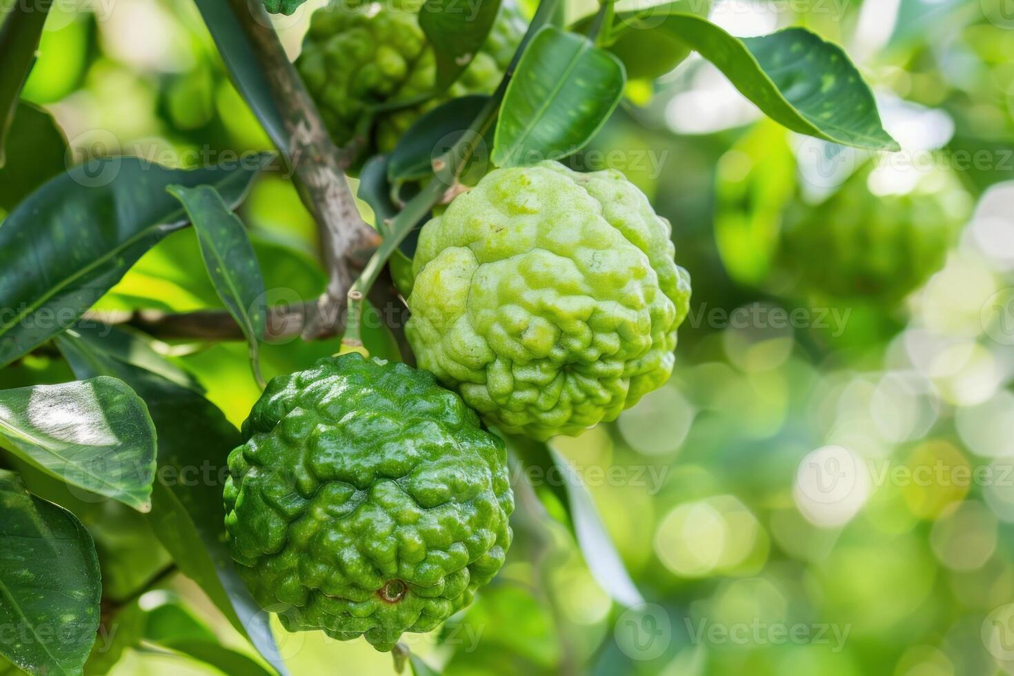Bergamot fruits growing on tree in garden photo