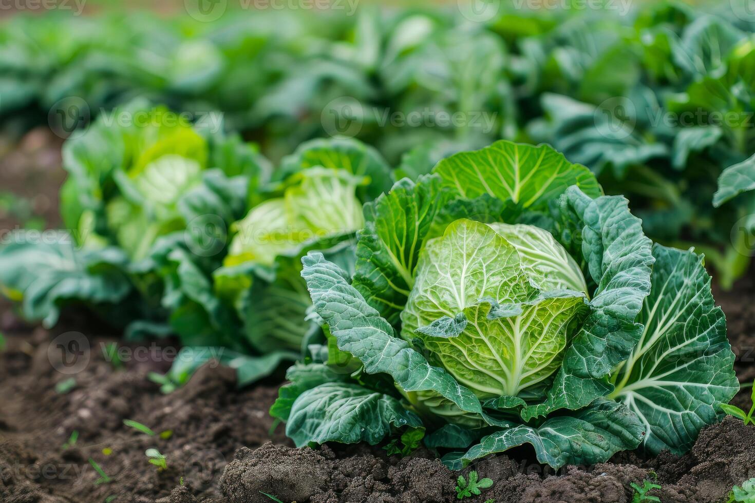 Green cabbages growing on field in open ground photo