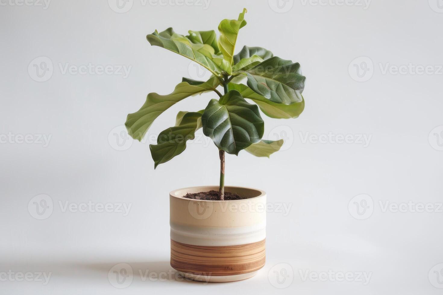 Fiddle leaf fig growing in modern pot shows home decoration and urban jungle trends photo