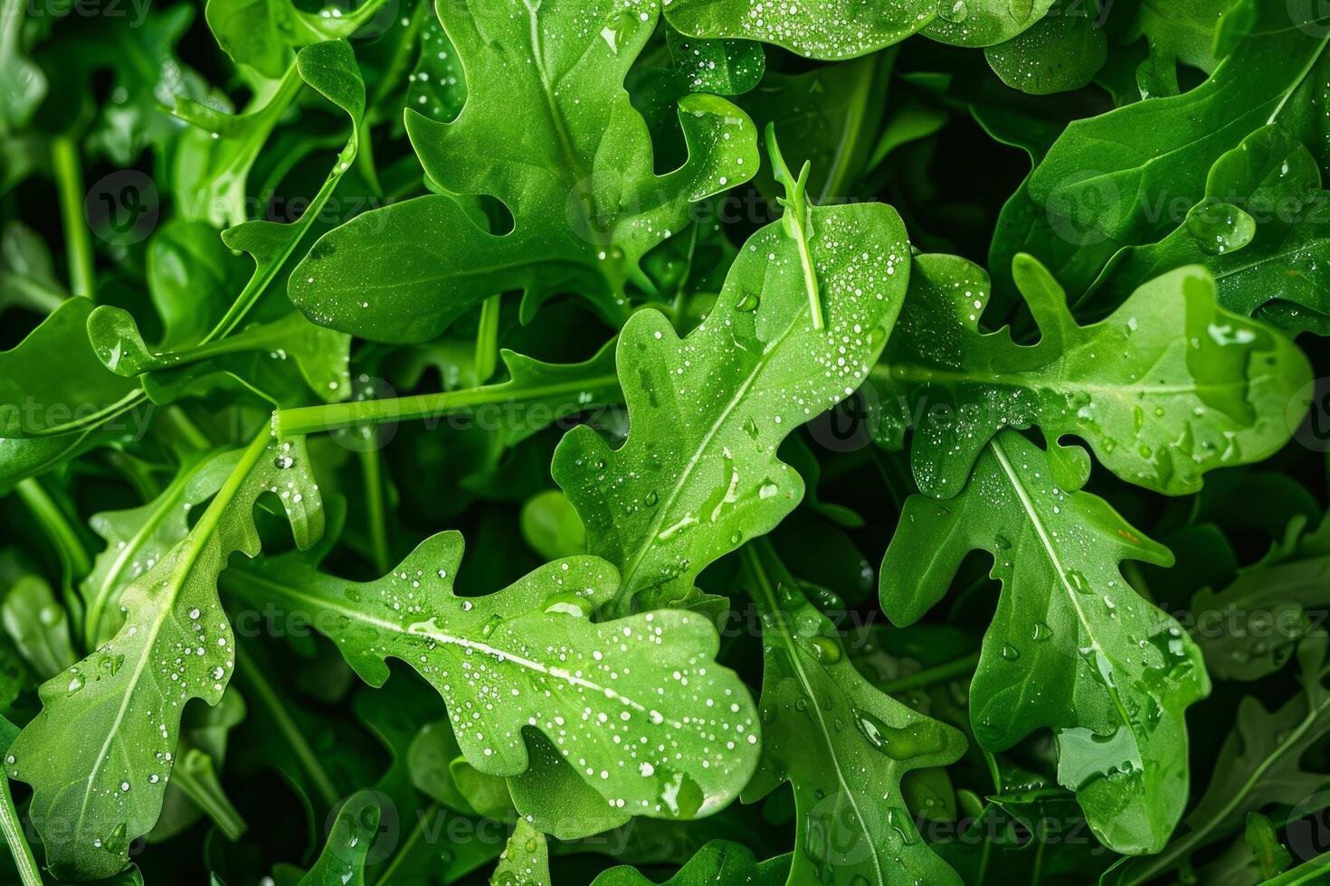 Fresh arugula leaves with water droplets creating a vibrant green background photo