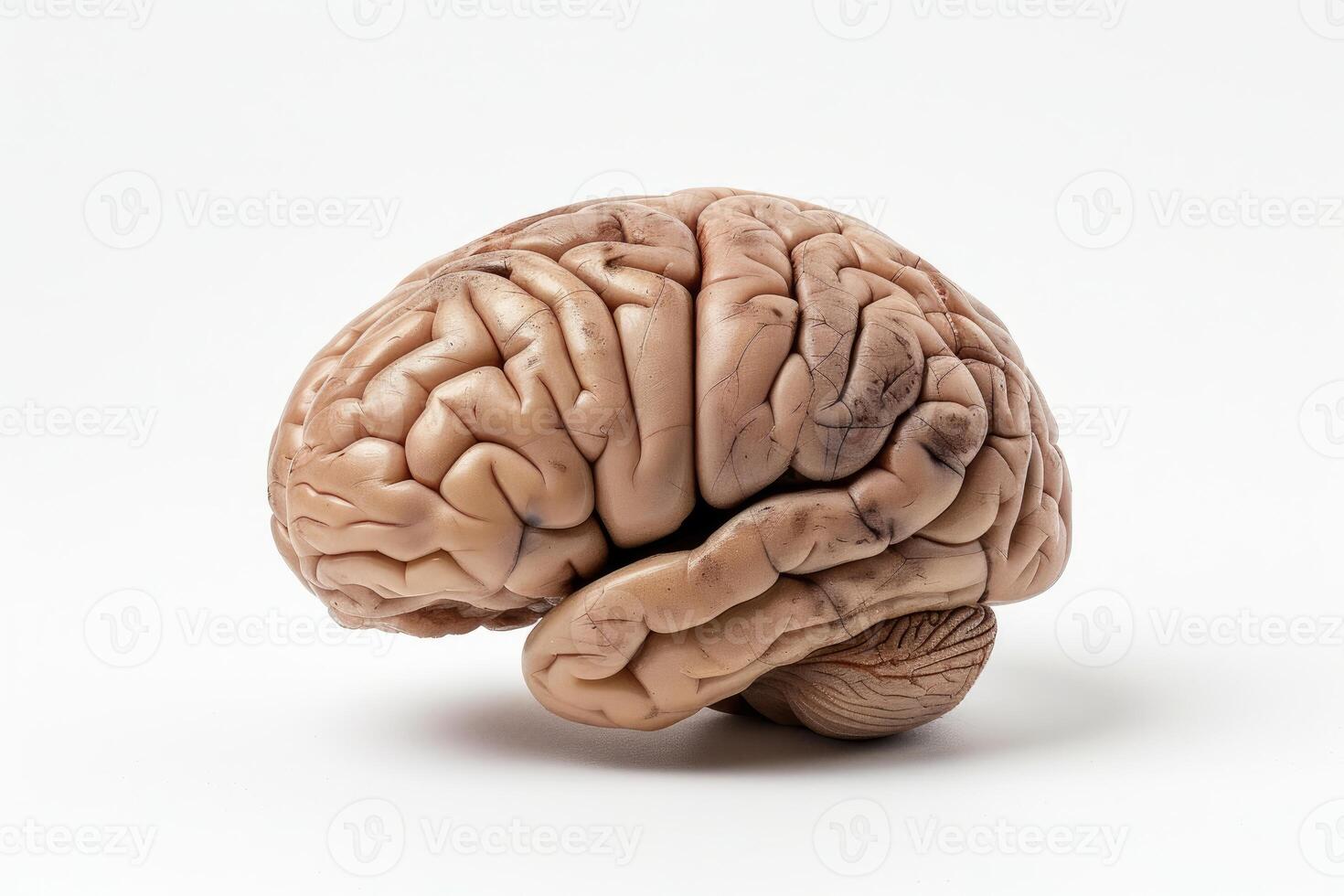 Realistic anatomical model of human brain isolated on white background for medical education photo