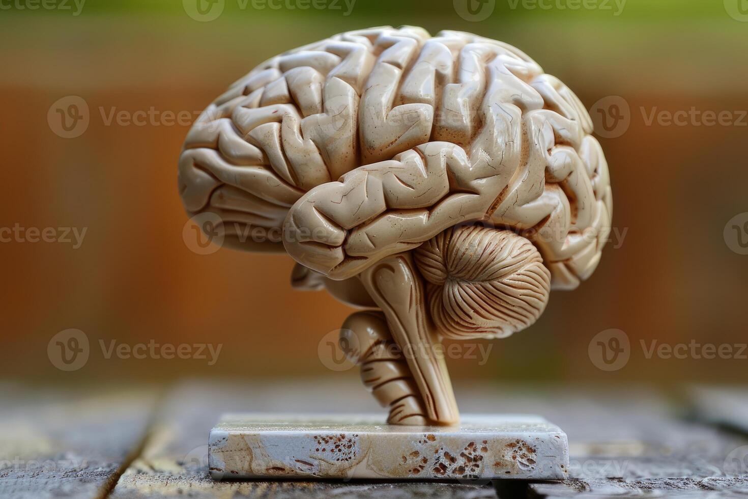 Anatomical model of human brain sitting on a small plinth photo