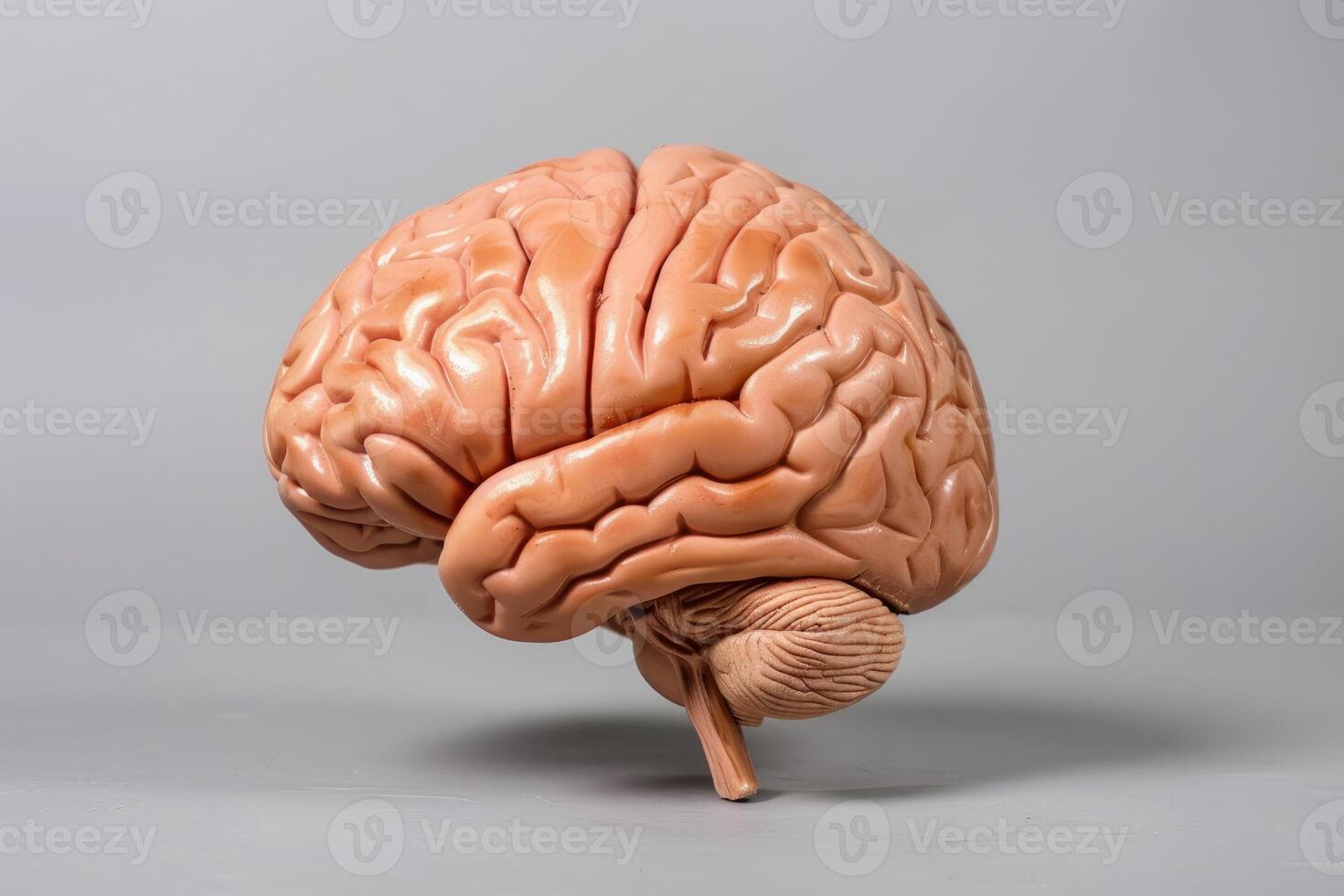 Realistic anatomical model of human brain showing cerebrum, cerebellum, and brainstem photo
