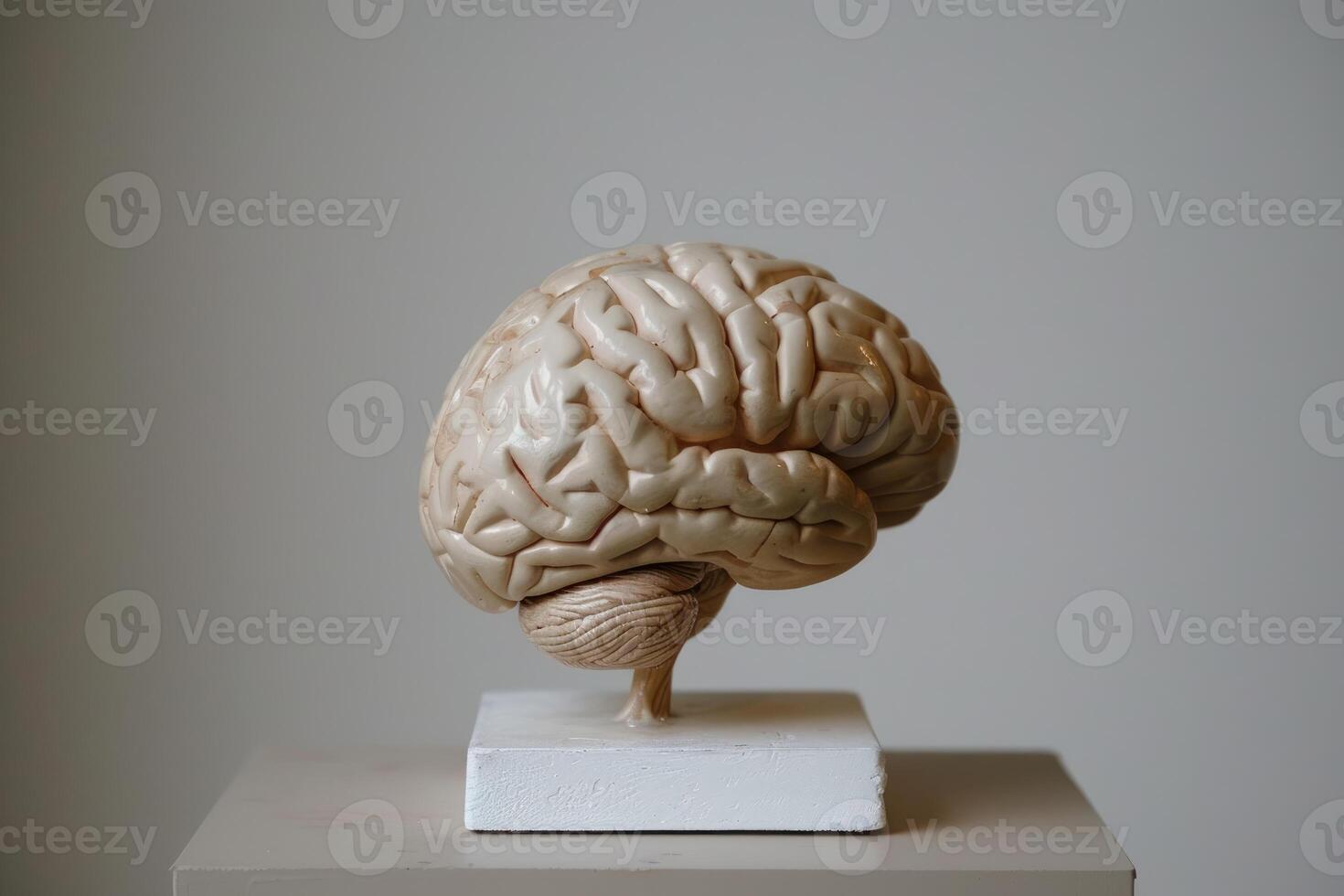 Human brain model standing on white pedestal symbolizing intelligence photo