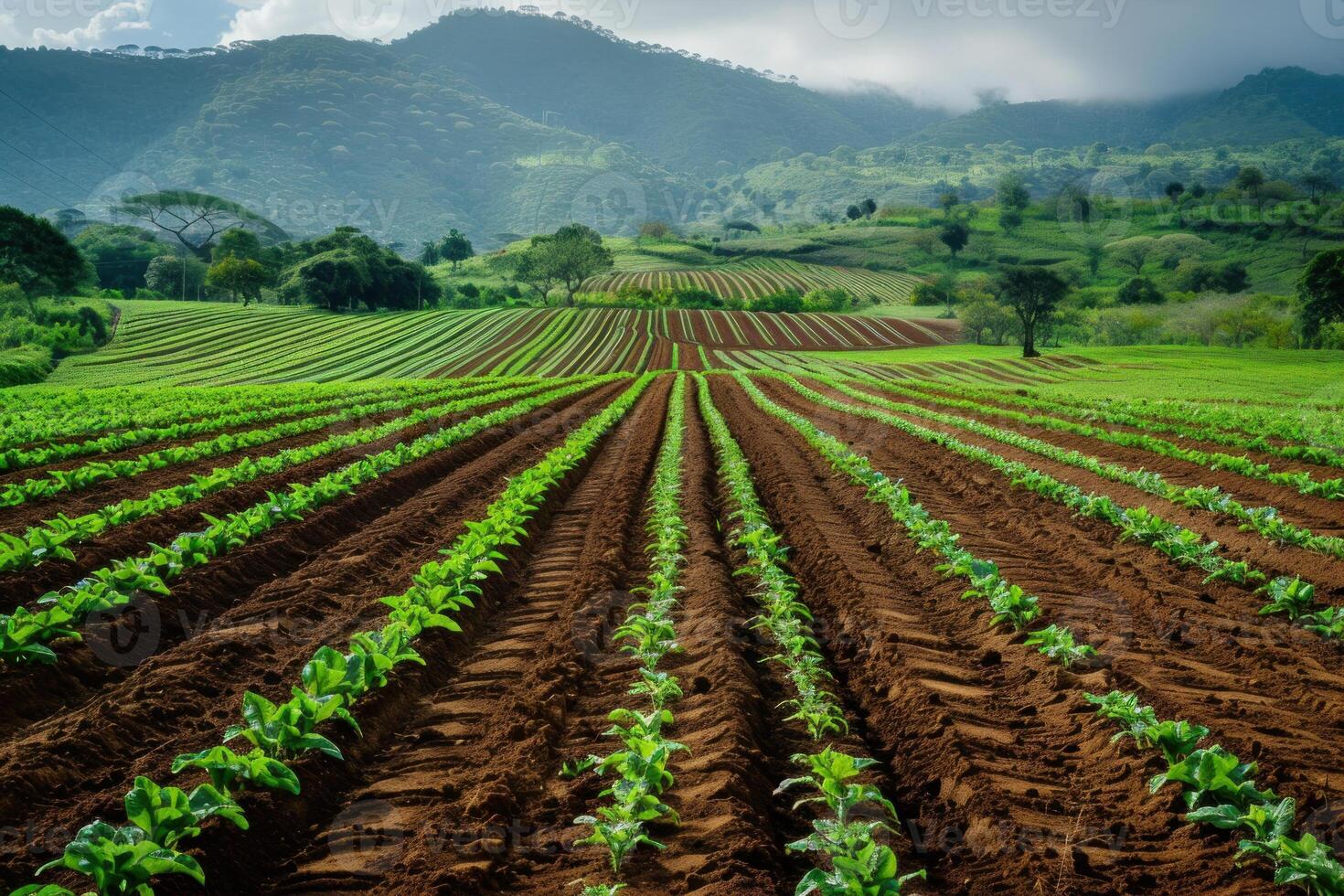 Rows of tobacco plants growing in fertile soil with lush green hills in background photo