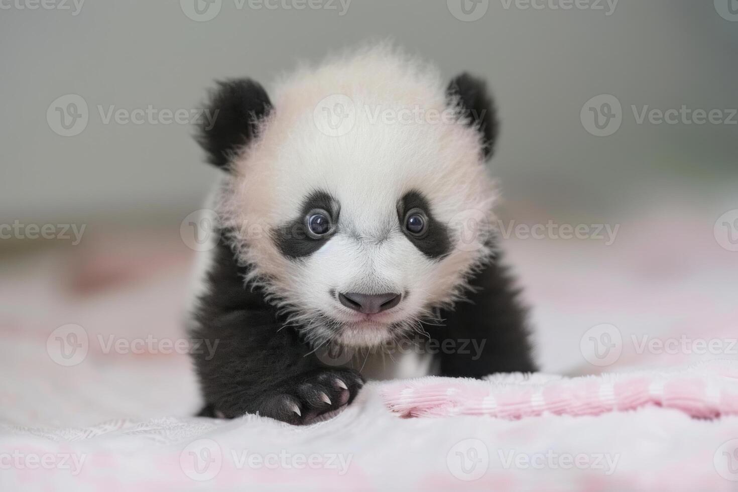 Adorable baby panda crawling on a pink blanket photo
