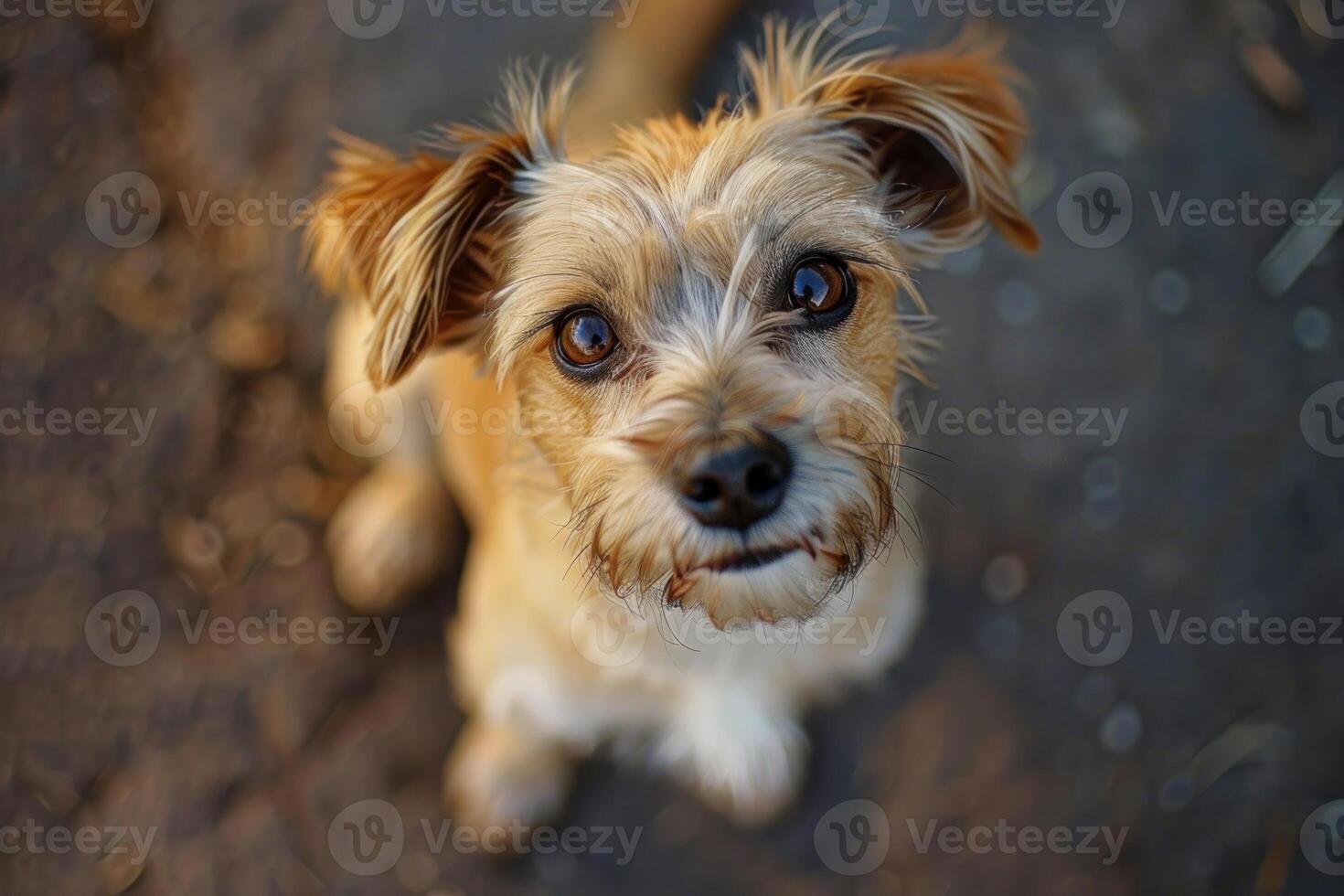 Adorable small dog sitting and looking up with hopeful expression photo