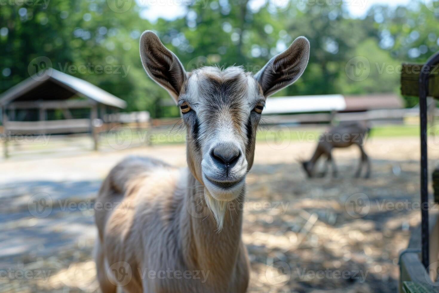 Portrait of a goat enjoying a sunny day on the farm photo