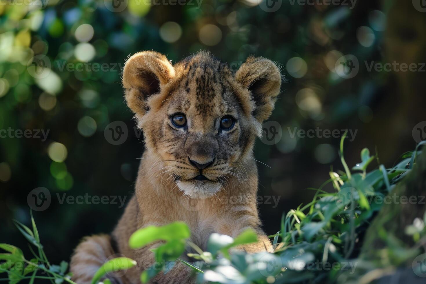 Lion cub hiding in the green bush photo