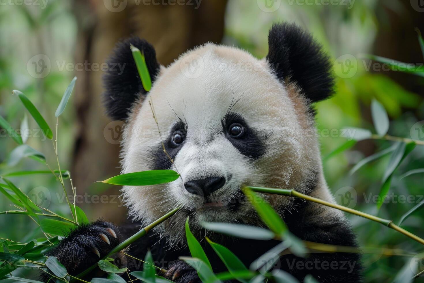 Cute panda cub enjoying fresh bamboo in lush forest photo