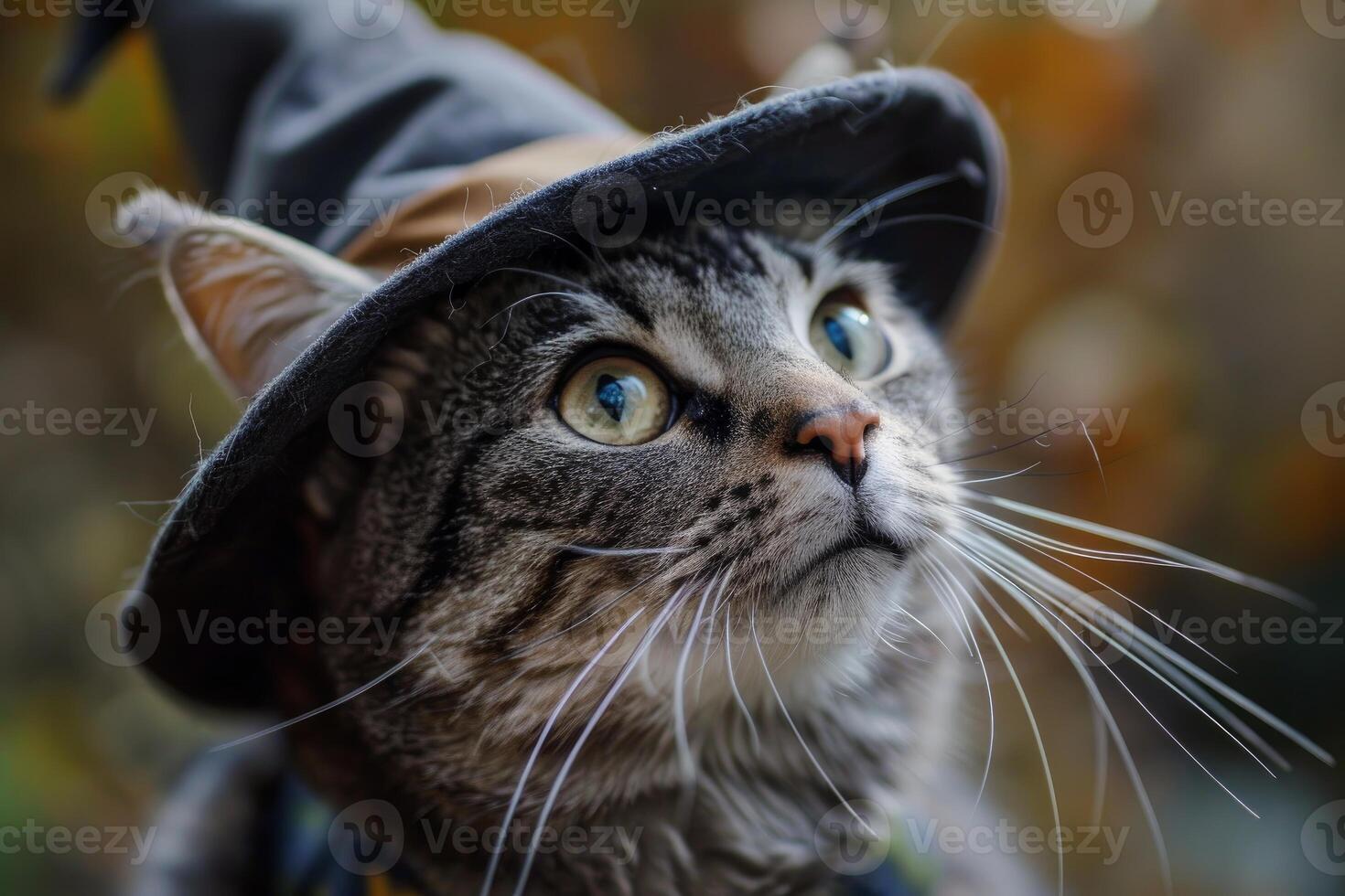 Curious cat wearing wizard hat gazing up in wonder photo