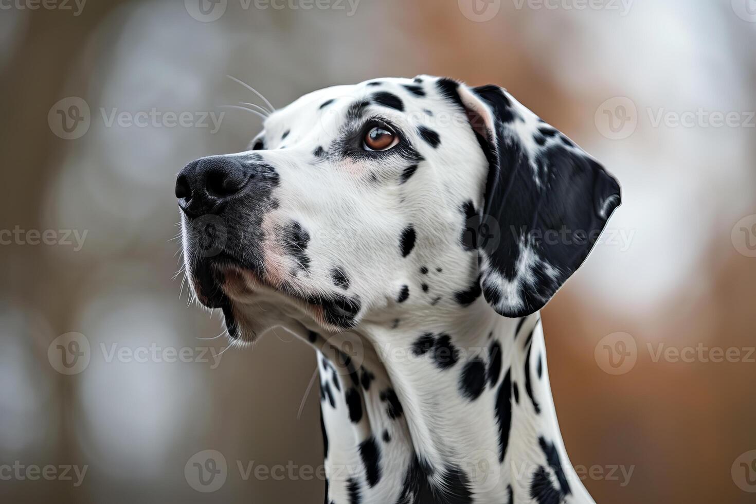 Dalmatian dog looking up with hope in blurred background photo