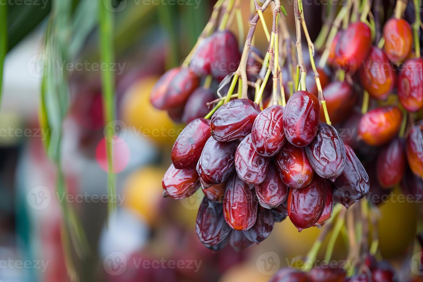 Fresh red dates hanging on branch, ripe, juicy, and ready to eat photo