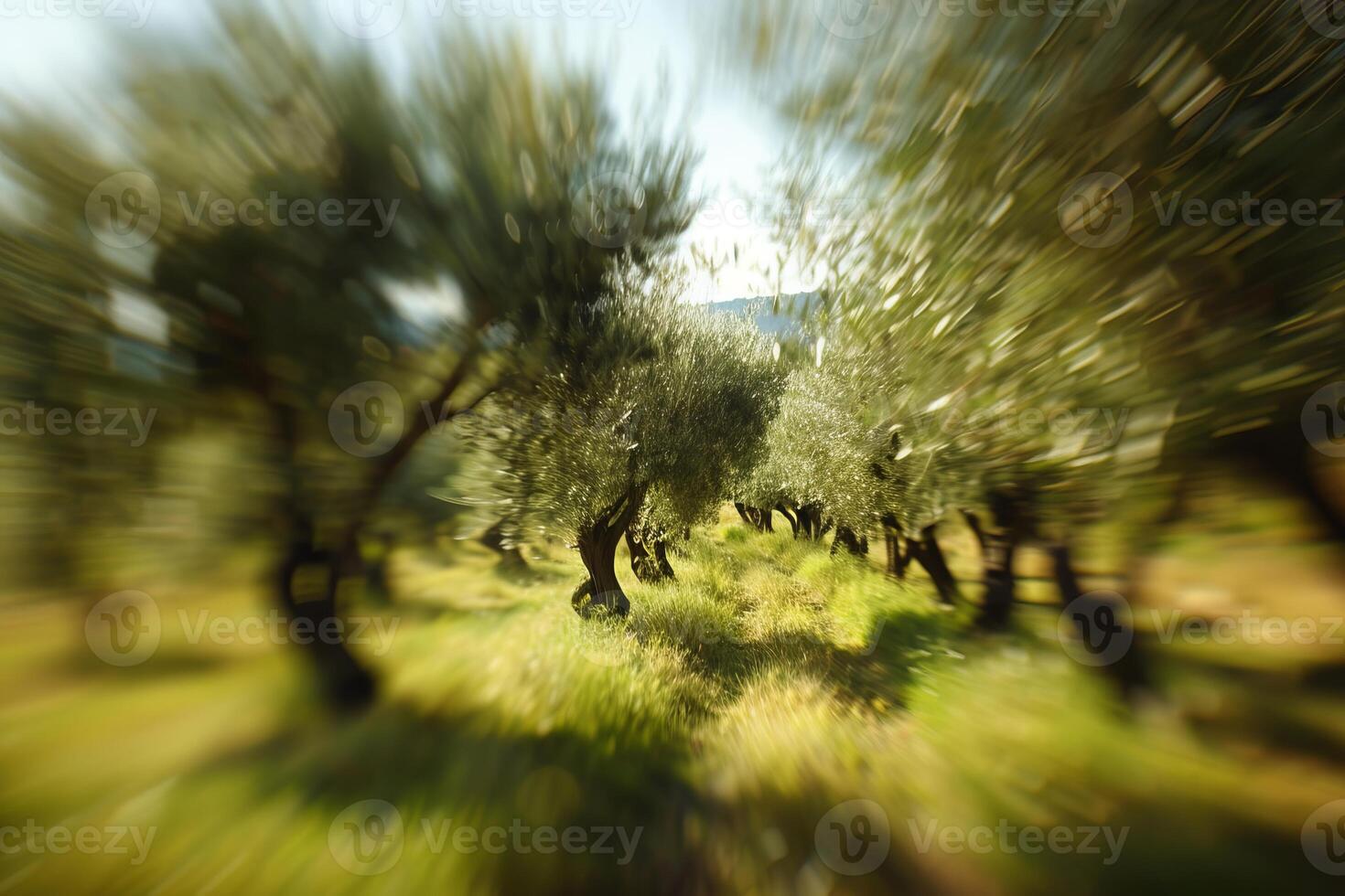 Zoom blur effect on olive trees in plantation creating abstract background photo