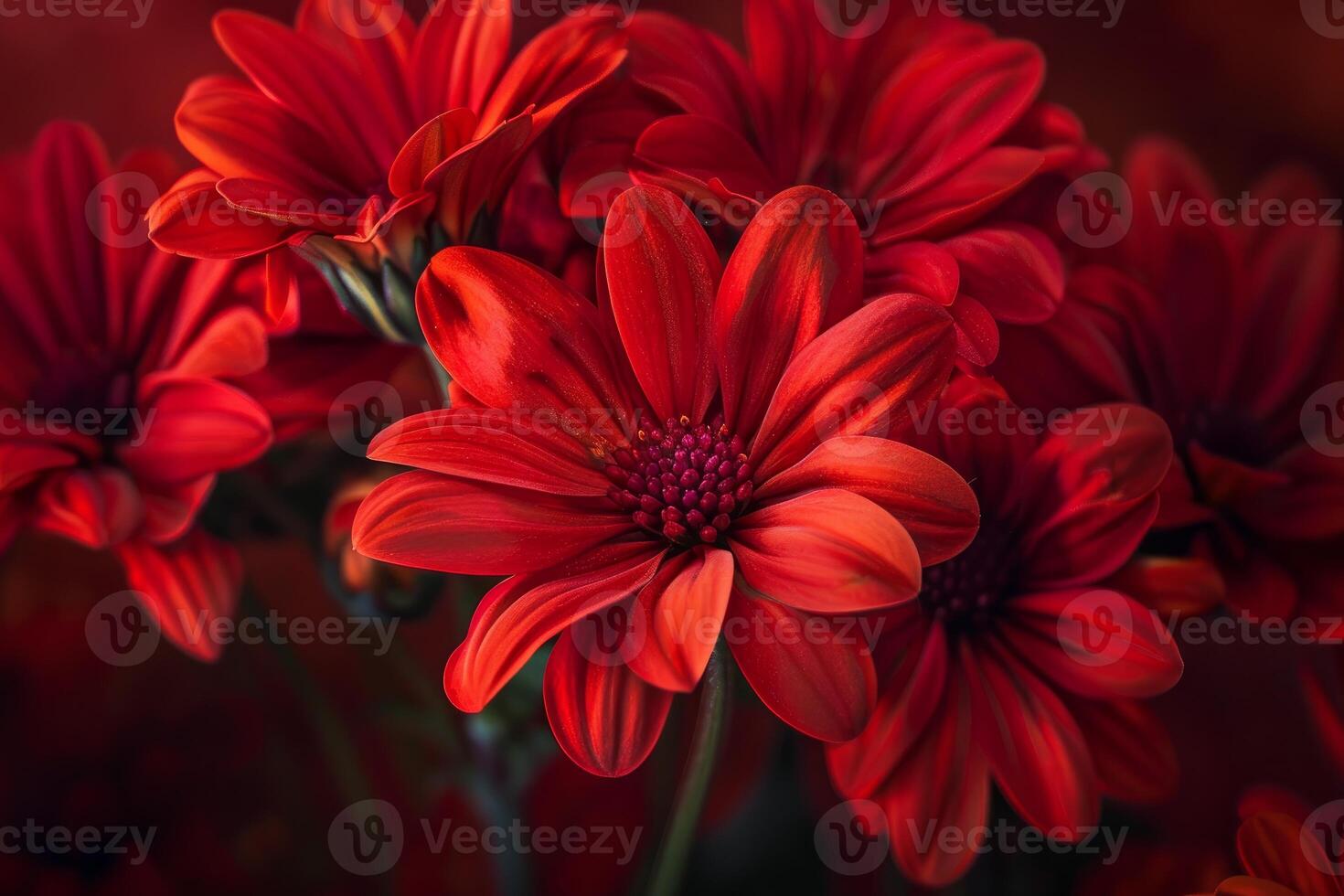 Red daisies blooming in beautiful bouquet, spring flowers photo