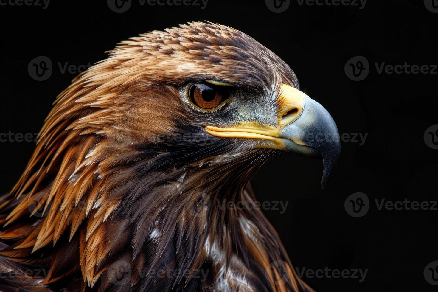 Golden eagle showing its plumage and powerful beak on dark background photo