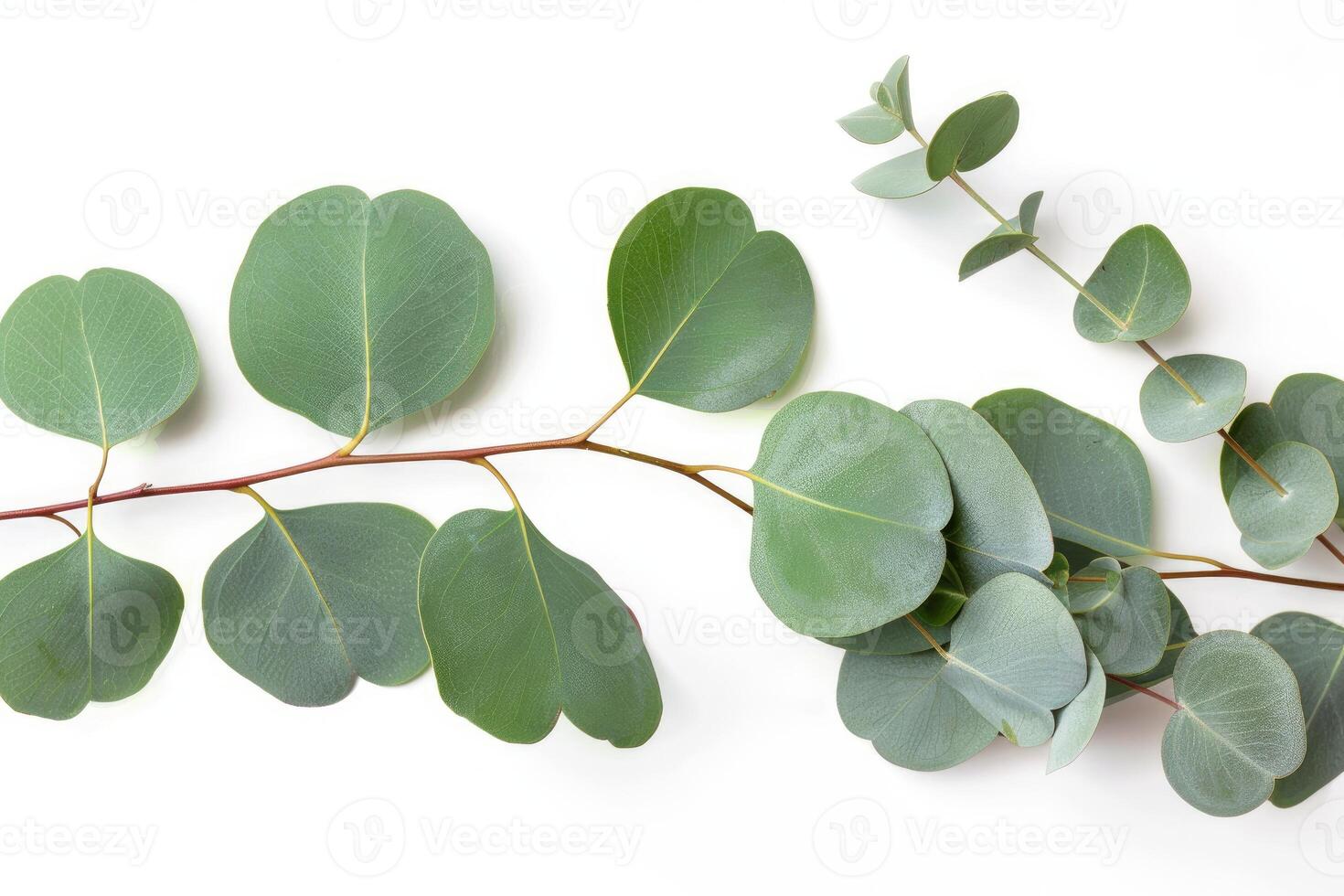 Eucalyptus leaves arranged on white background creating beautiful pattern photo