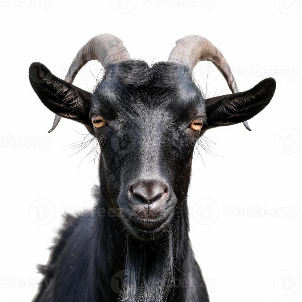 Portrait of a black goat looking at camera on white background photo