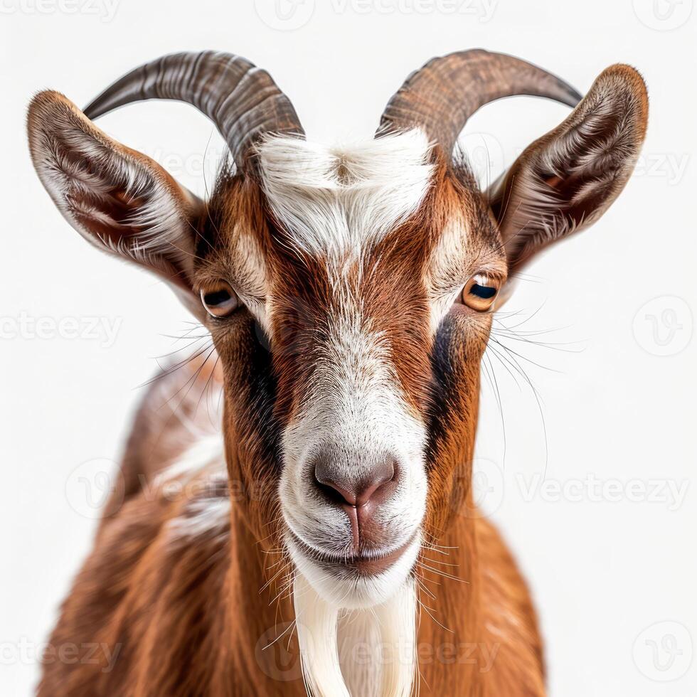 Brown and white goat posing on a white background photo