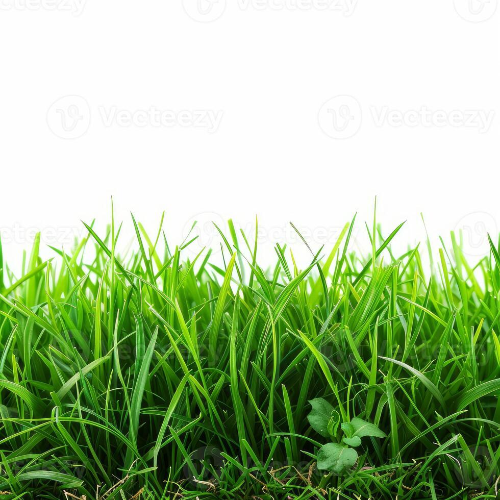 Fresh green grass blades growing upwards on white background photo