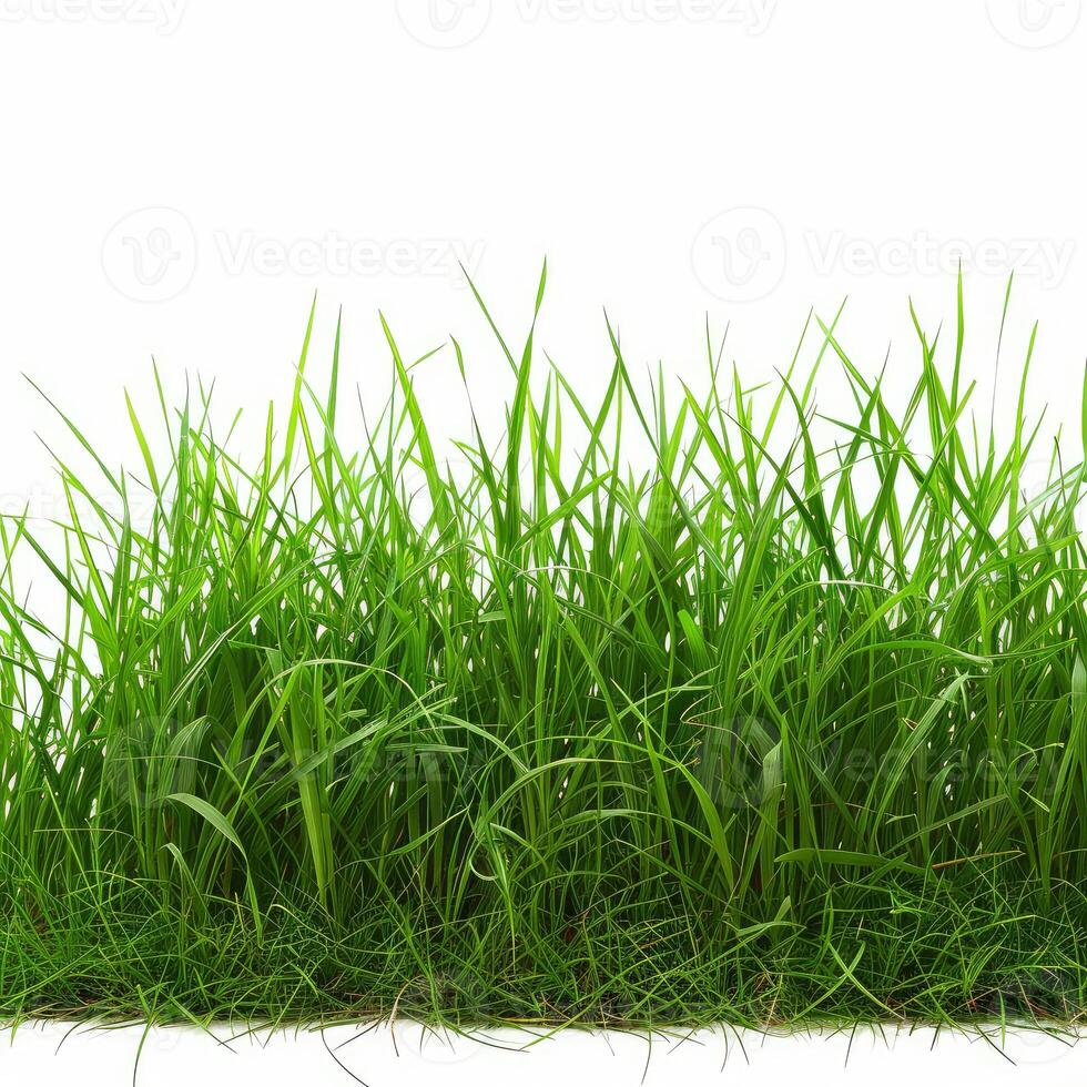 Green grass growing on white background in studio photo