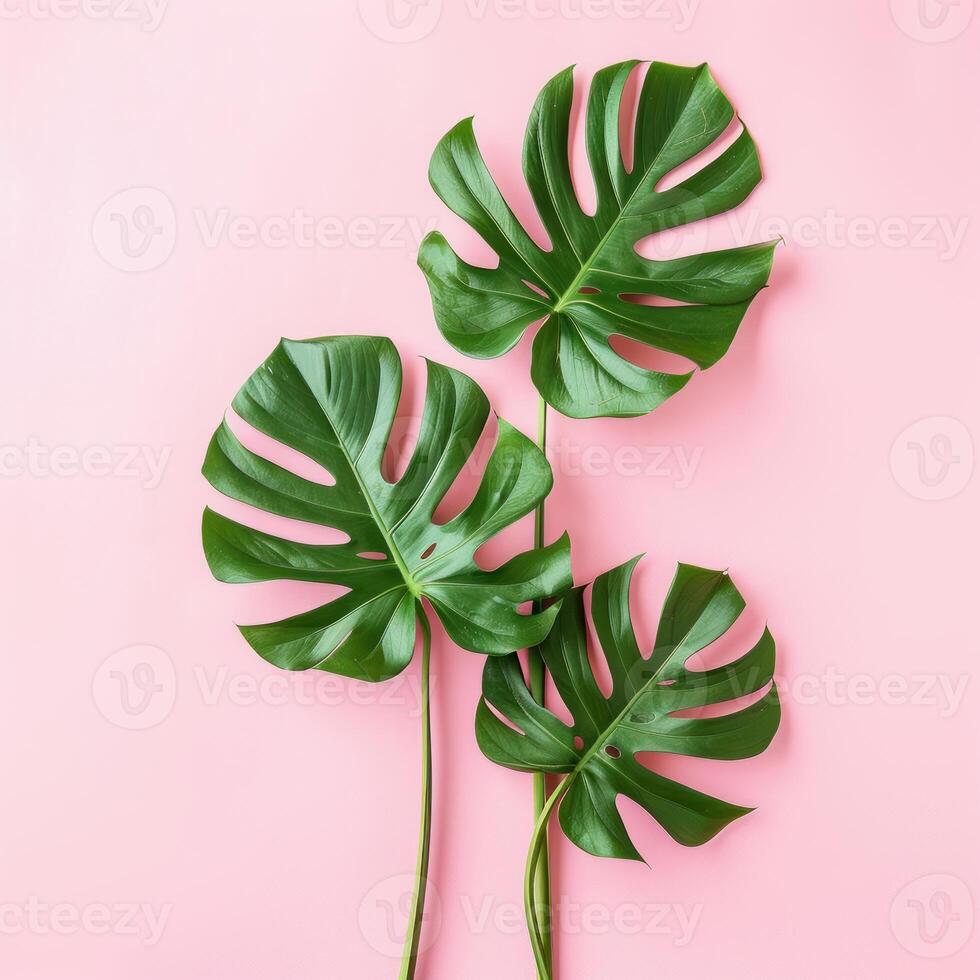 Three monstera leaves creating a tropical design on pink background photo