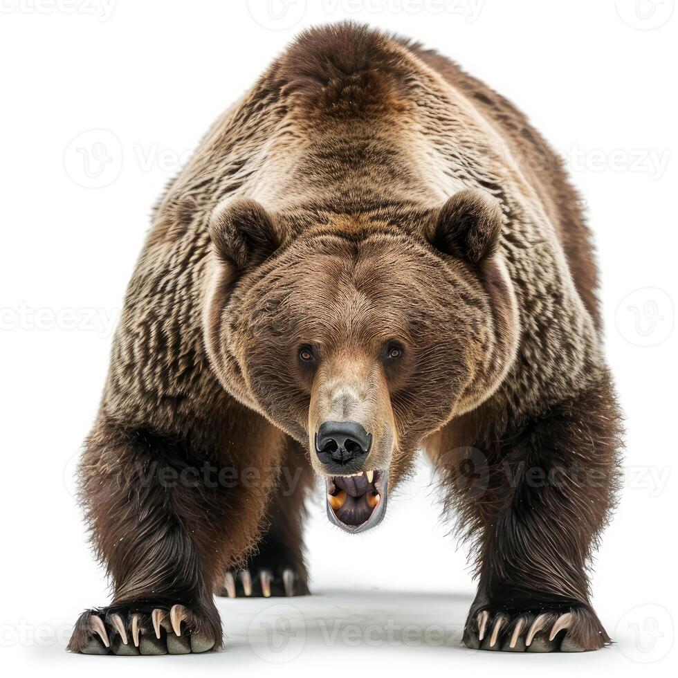 Large brown bear standing on hind legs showing teeth photo