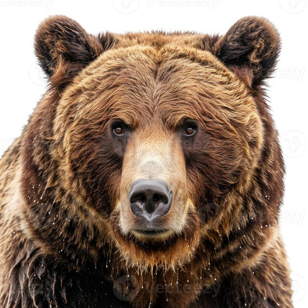 Large brown bear staring intently at viewer photo