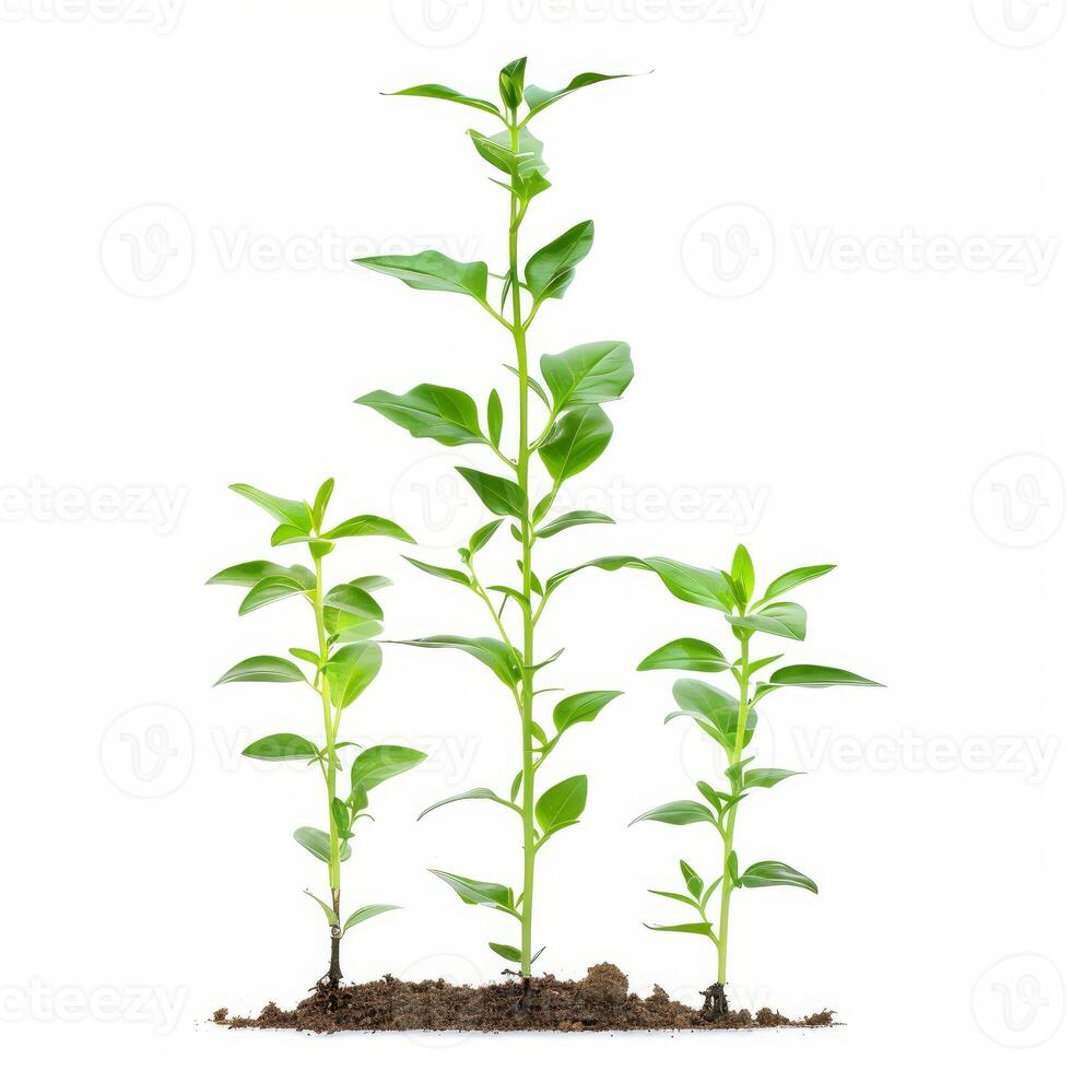 Three plants growing from soil showing progression photo