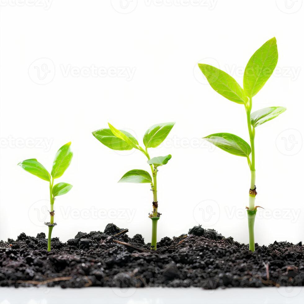 Three plants growing demonstrating growth concept on white background photo