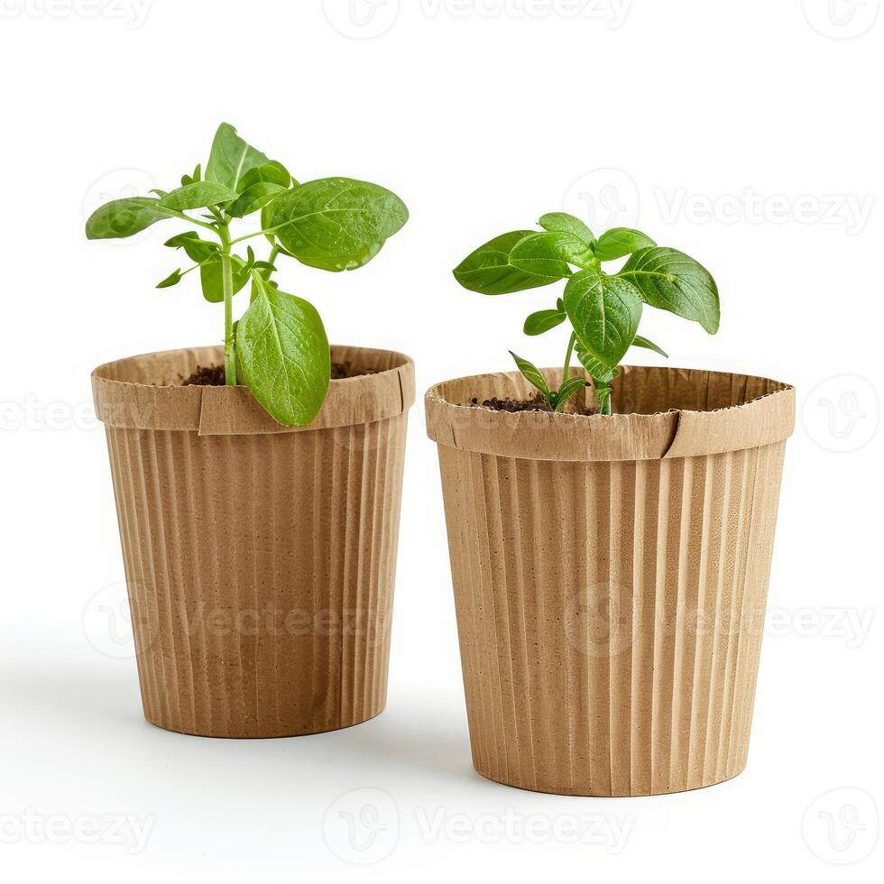 Two small basil plants growing in biodegradable pots photo