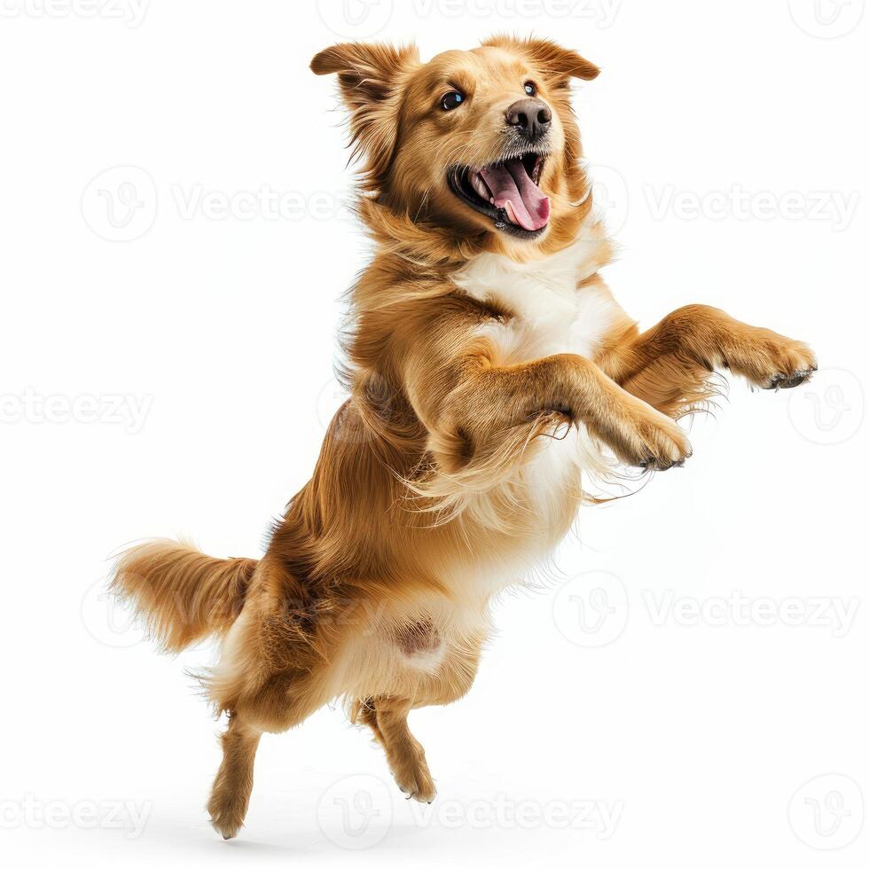 Happy golden retriever jumping with open mouth photo