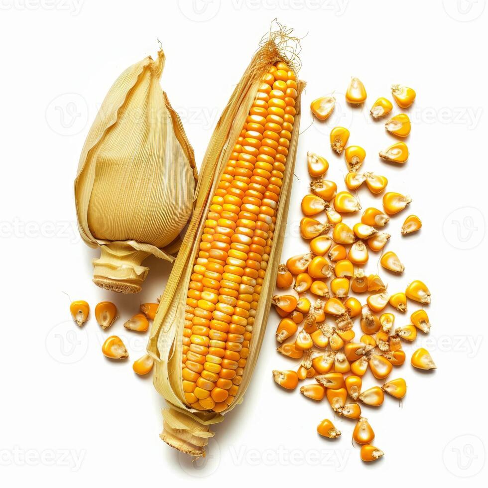 Ripe corn cob with kernels lying on white background photo