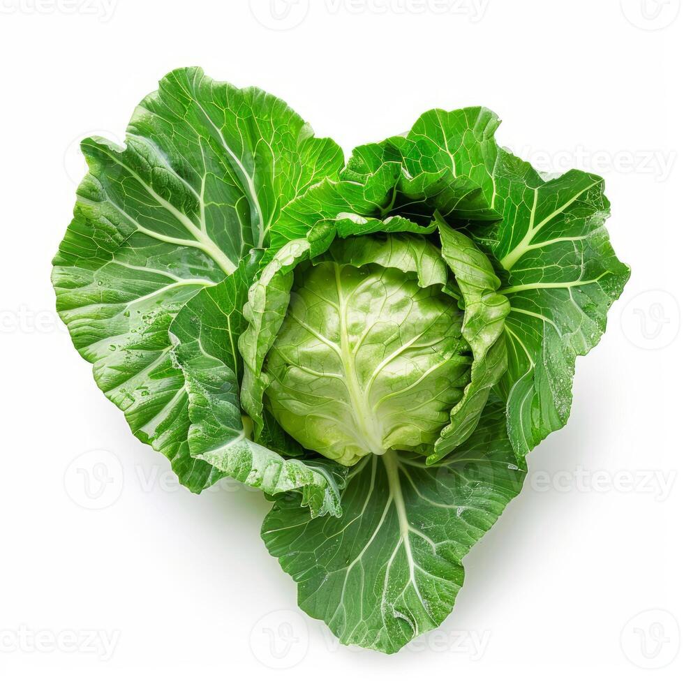 Fresh green cabbage with intact outer leaves lying on white background photo