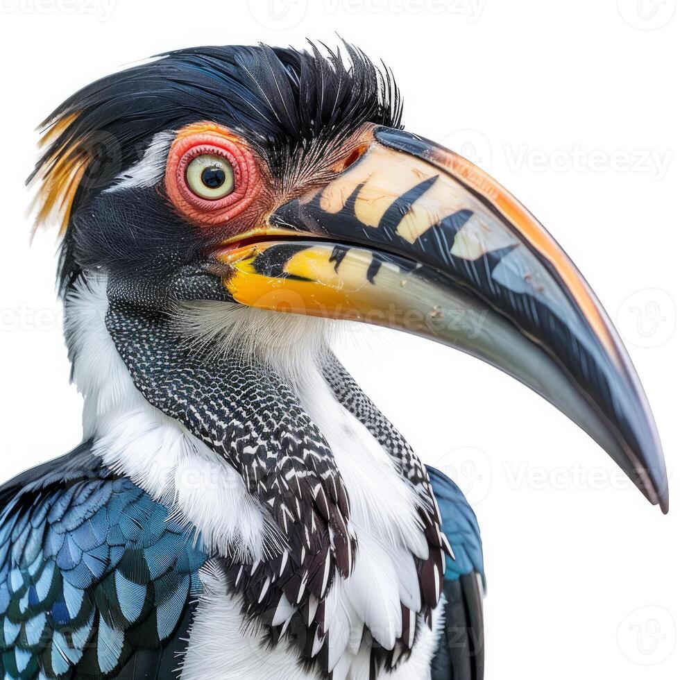 Knobbed hornbill showing its colorful beak and feathers photo