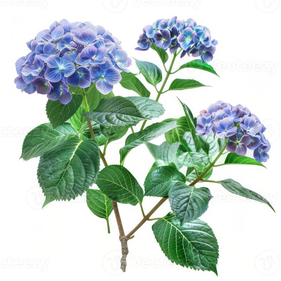 Vibrant hydrangea blossoms flourishing on a white backdrop photo