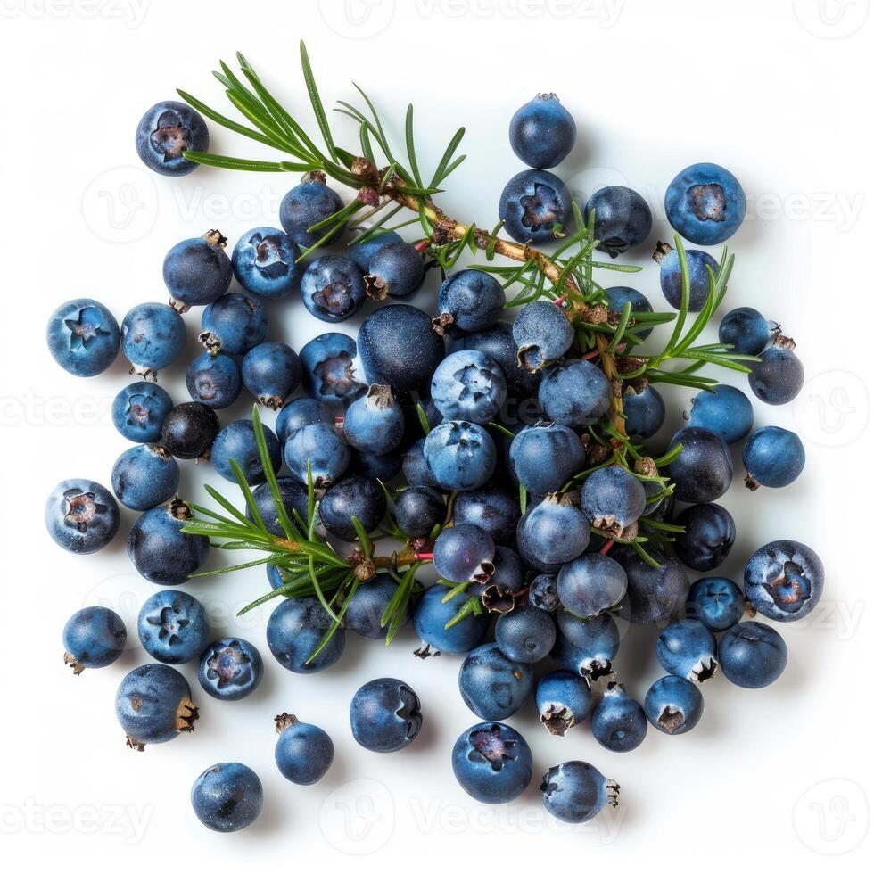 Fresh juniper berries and sprigs creating a vibrant still life on white photo