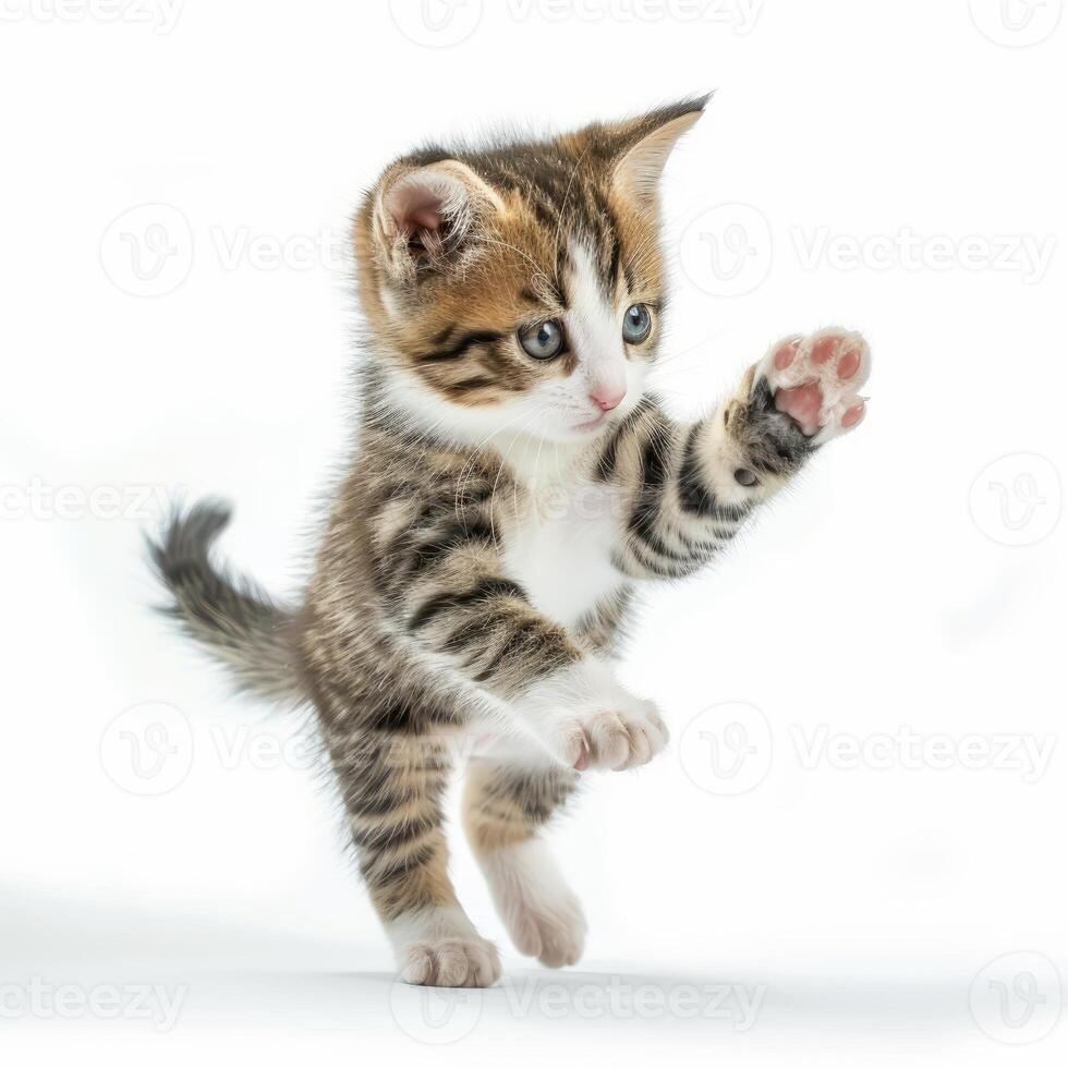 Playful kitten raising paw photo