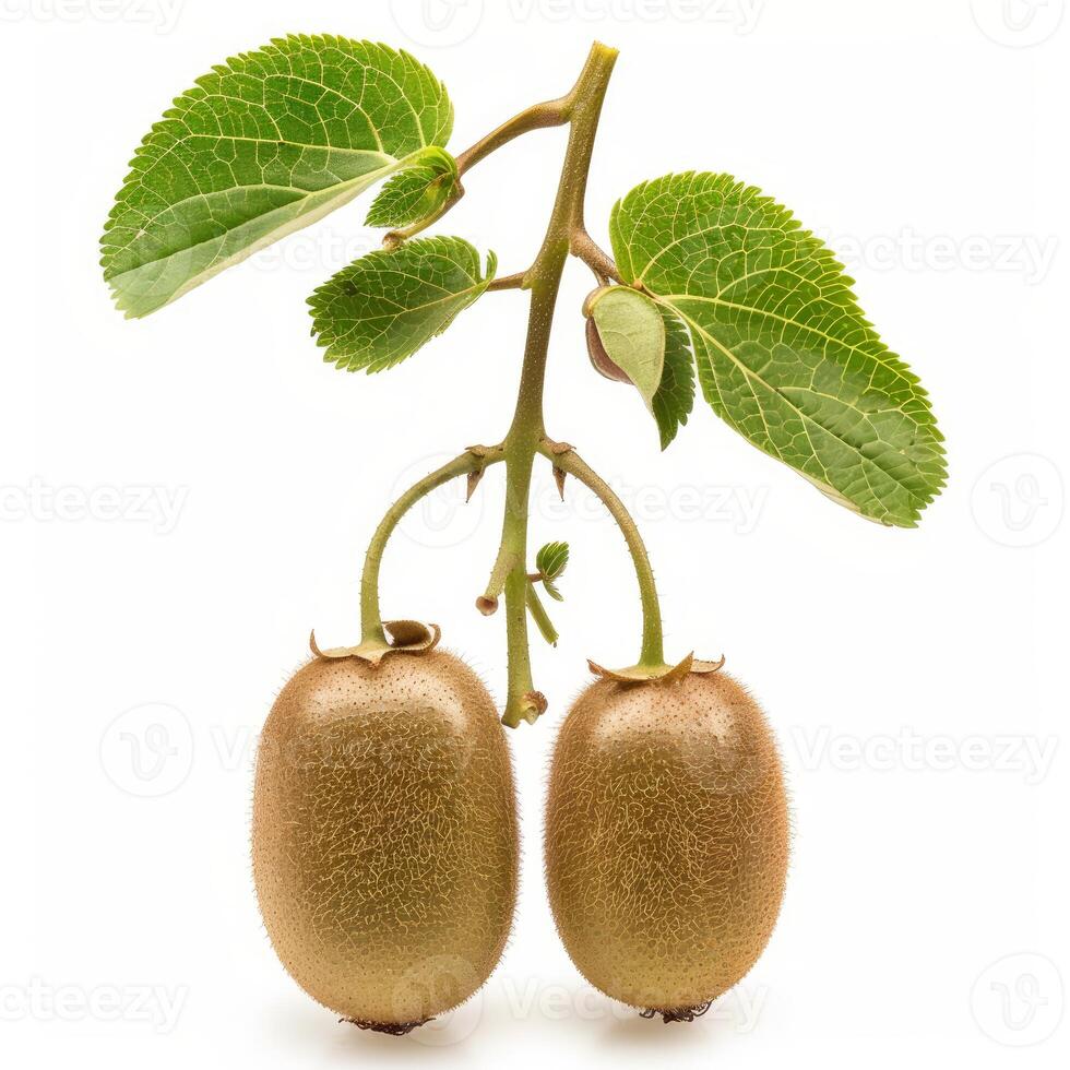 Kiwi fruits hanging from branch with green leaves on white background photo