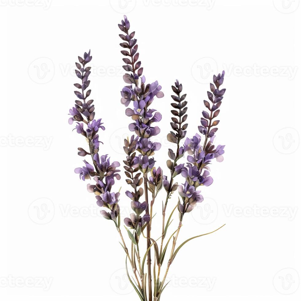 Artificial lavender flowers isolated on white background photo