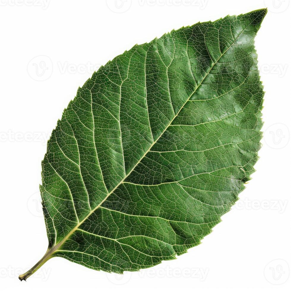 Vibrant green leaf showing intricate vein structure on white background photo