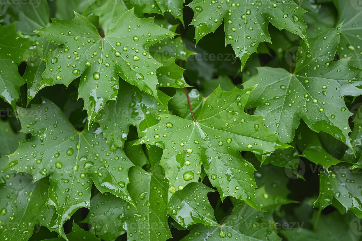 Green maple leaves covered with sparkling raindrops after summer rain photo