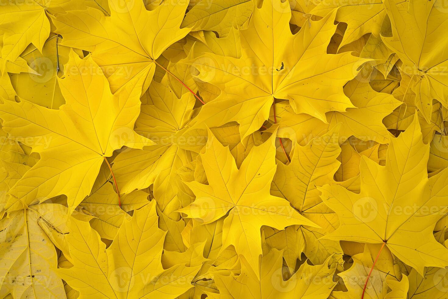 Bright yellow maple leaves creating vibrant autumn background photo