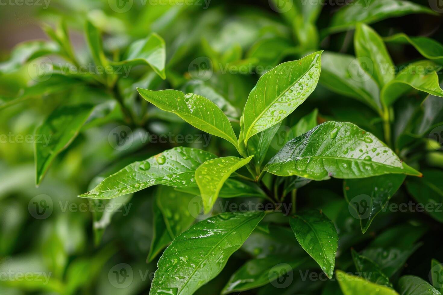 Fresh green leaves covered with dew drops in the early morning photo