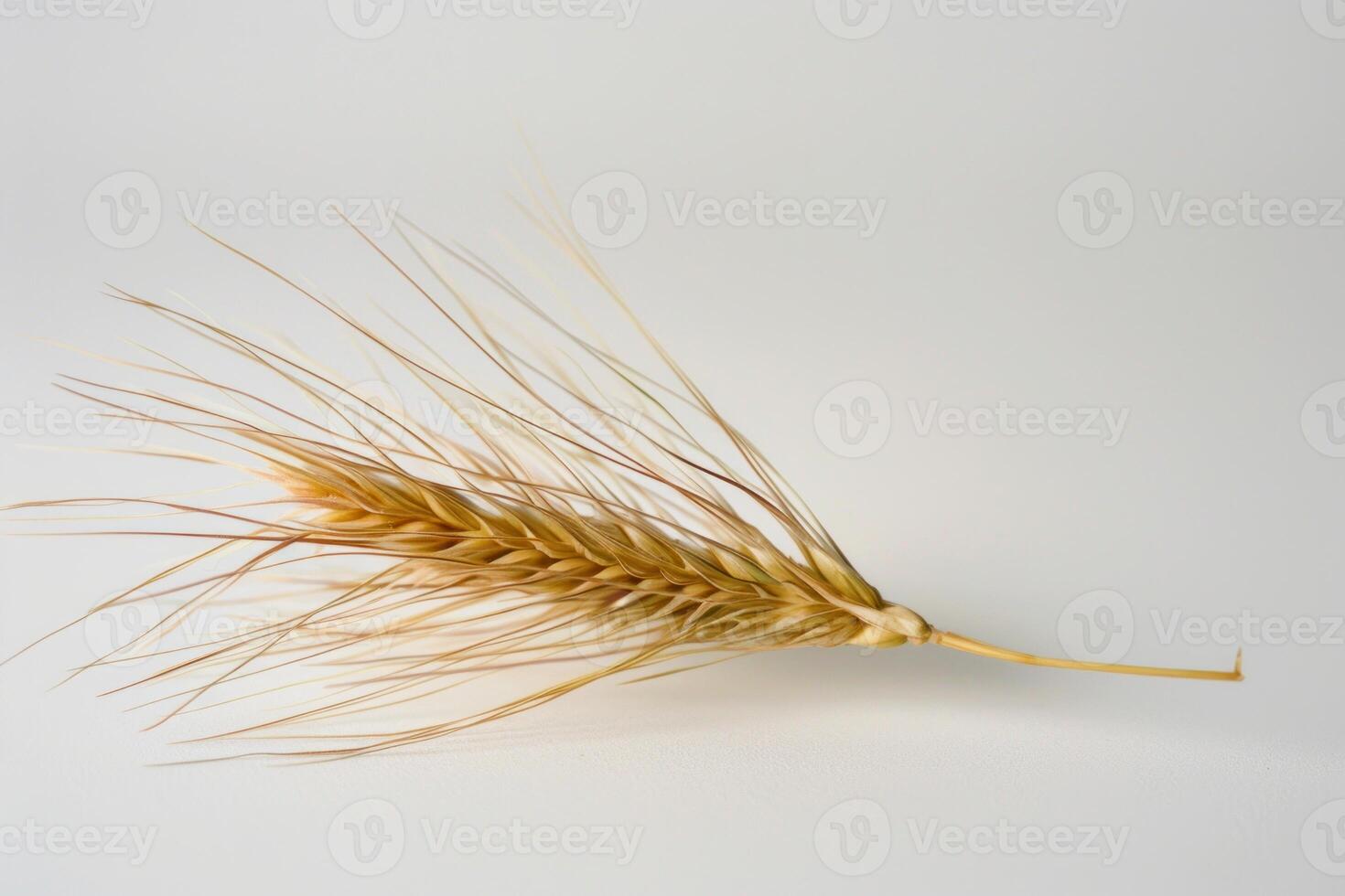 Single ear of barley resting on white background photo