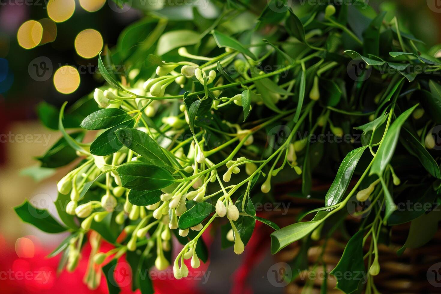 Sprig of mistletoe hanging with christmas lights in background photo