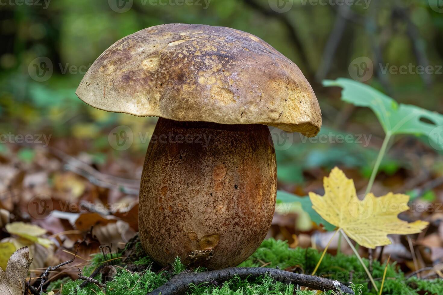 Large brown mushroom growing on mossy forest floor in autumn photo