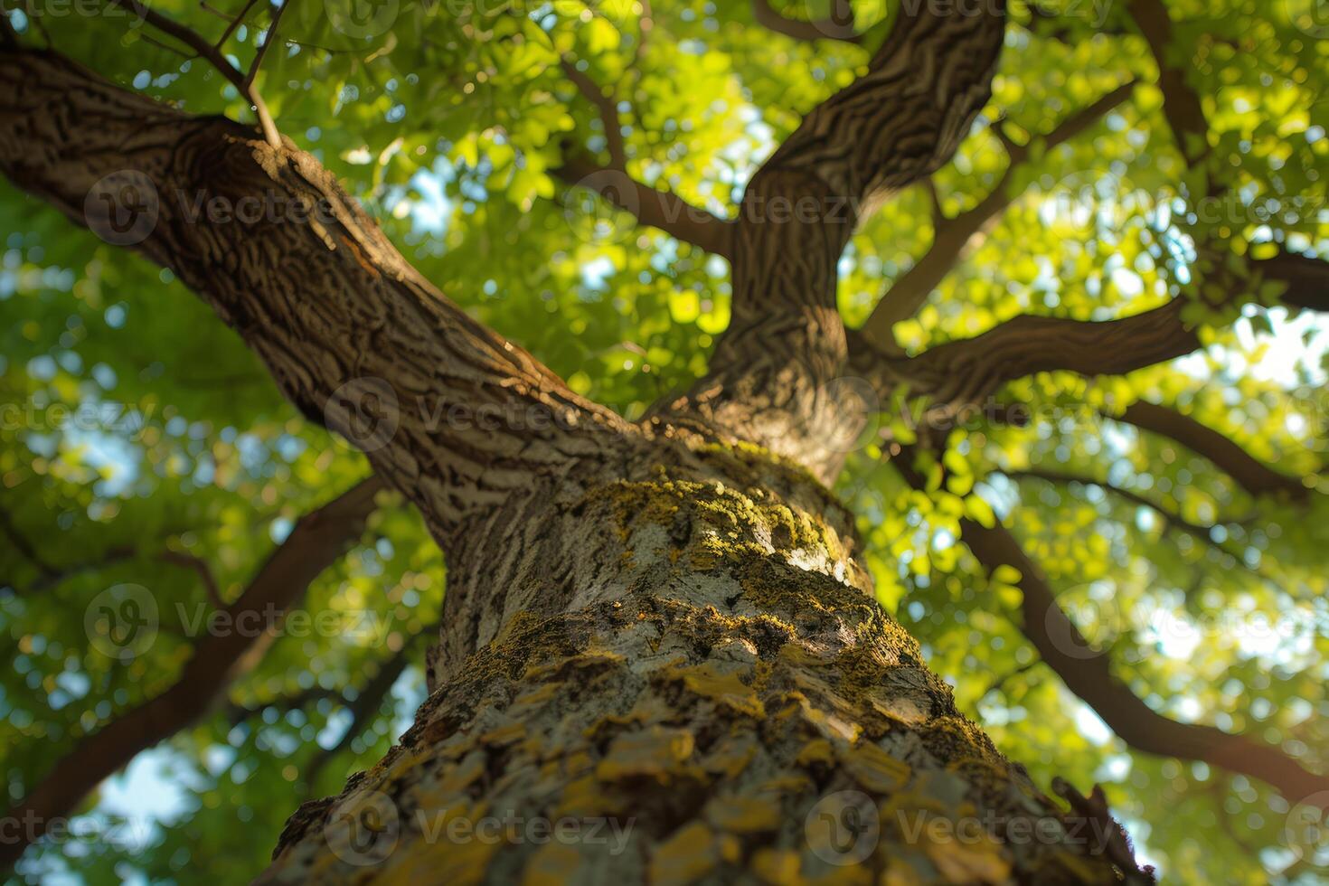 Majestic tree reaching for the sky on a sunny day photo