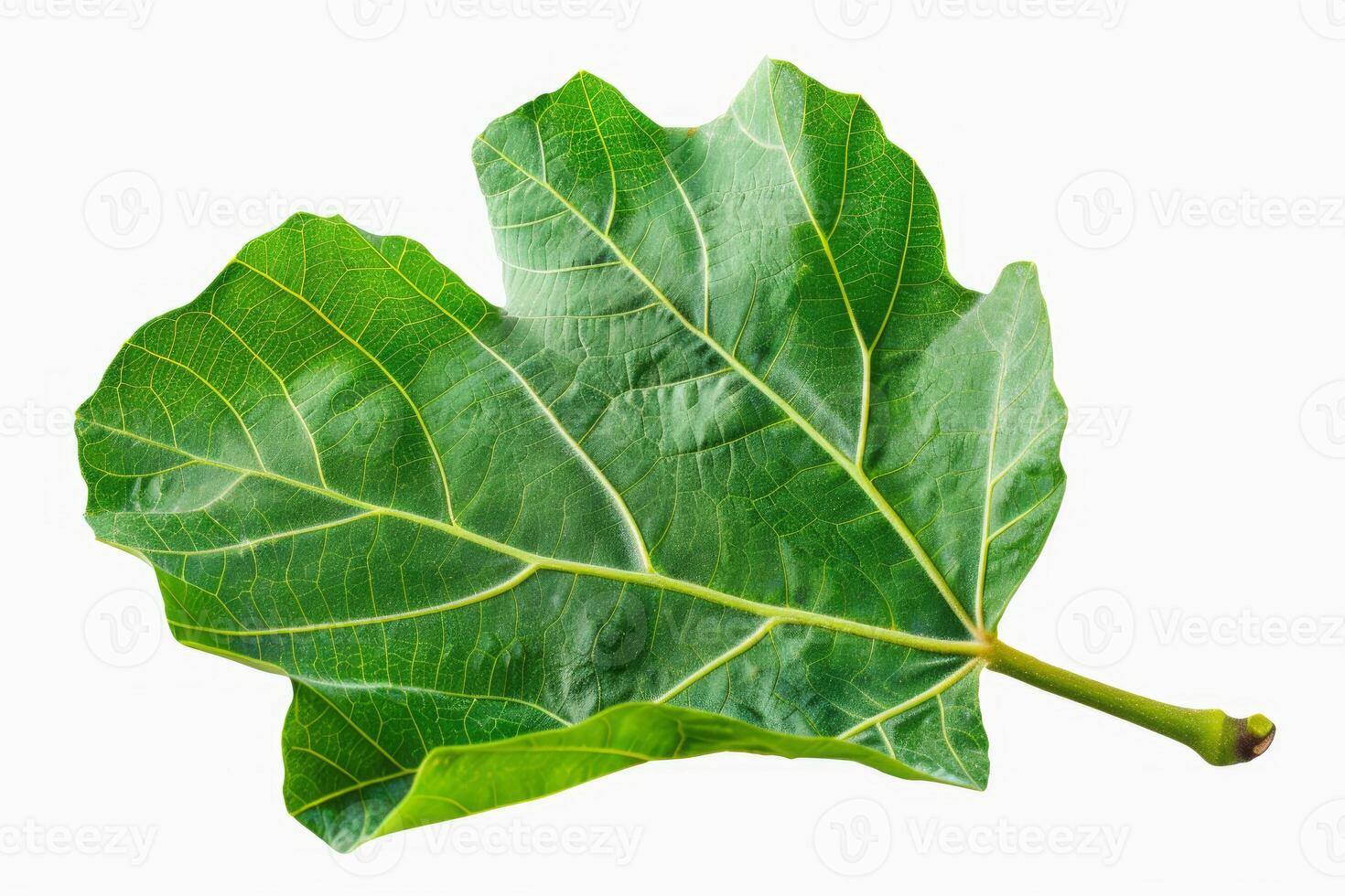 Vibrant green fig leaf showing intricate veins on white background photo