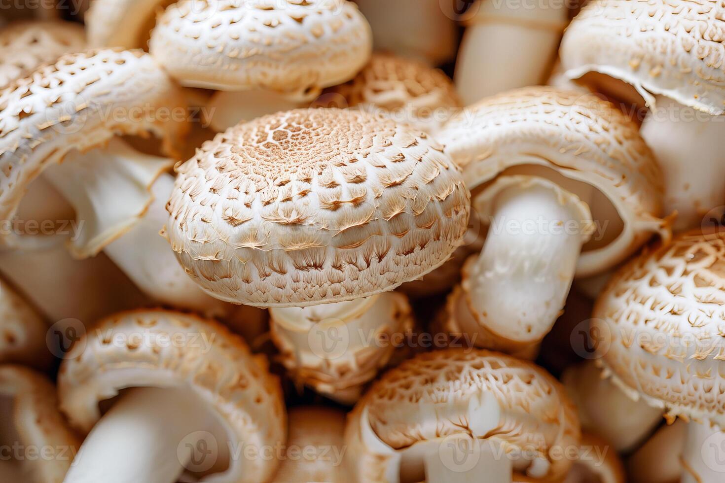 Fresh mushrooms forming an appealing culinary background photo
